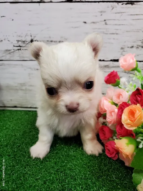 ID：2111-00675の子犬