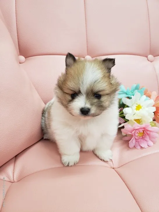 ID：2102-02808の子犬