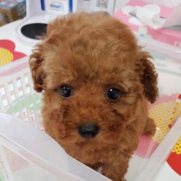トイプードル(トイ)【神奈川県・女の子・2022年5月23日・レッド】の写真「一人遊びの上手な元気いっぱい女の子です💕」