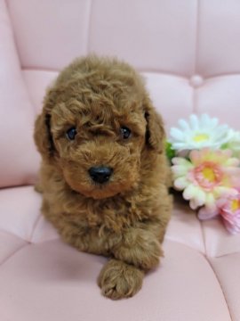 トイプードル(トイ)【神奈川県・男の子・2021年10月7日・レッド】の写真「可愛いお顔の男の子です😊」