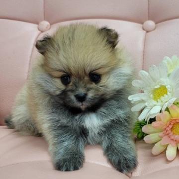 ポメラニアン×ポメペキ【神奈川県・女の子・2022年6月24日・オレンジ】の写真「タヌキっぽいポメペキちゃん💕デビューしました！」