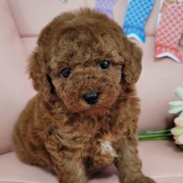 トイプードル(トイ)【神奈川県・女の子・2023年3月6日・レッド】の写真「ツンデレ女子？可愛い女の子です❣️」