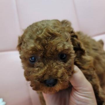 トイプードル(トイ)【神奈川県・男の子・2022年10月5日・レッド】の写真「掲載終了間近❗元気に遊び始めました😃」