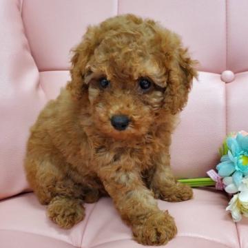 トイプードル(トイ)【神奈川県・女の子・2022年6月21日・レッド】の写真「のんびりマイペース❗ベッピン女子💕」