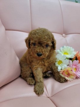 トイプードル(トイ)【神奈川県・女の子・2021年7月19日・レッド】の写真「4兄妹唯一の女の子🎀♀一番元気です💕」