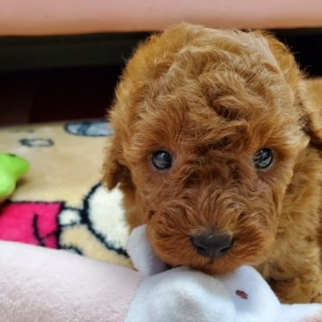 トイプードル(トイ)【神奈川県・女の子・2022年4月16日・レッド】の写真「お母さんとのんびり過ごしてます🎵」