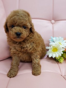 トイプードル(トイ)【神奈川県・女の子・2022年1月1日・レッド】の写真「毛量たっぷり❗懐こくて可愛い女の子です💕」