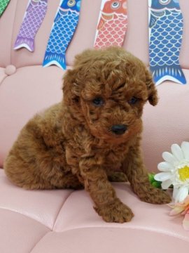 トイプードル(トイ)【神奈川県・女の子・2022年3月3日・レッド】の写真「ひとりっ子で可愛いのんびりやさんです💕」