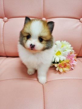 ポメラニアン【神奈川県・男の子・2022年5月19日・パーティー】の写真「可愛いパーティーカラーの男の子です😊」
