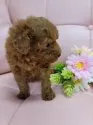トイプードル(トイ)【神奈川県・男の子・2021年3月18日・レッド】の写真2