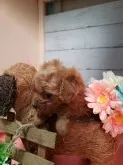 トイプードル(トイ)【神奈川県・女の子・2019年11月25日・レッド】の写真2
