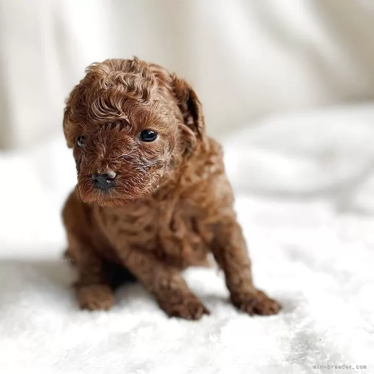 トイプードル(トイ)【京都府・男の子・2025年11月15日・レッドフォーン】の写真1