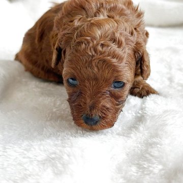 トイプードル(トイ)【京都府・男の子・2025年11月15日・レッドフォーン】の写真「レッドカラーが濃い子 丈夫で骨太です」