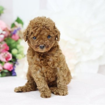 トイプードル(タイニー)【京都府・男の子・2025年11月15日・レッドフォーン】の写真「レッドカラーが濃い子 丈夫で骨太です」