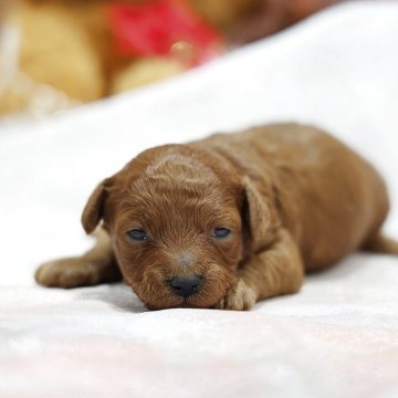 トイプードル(トイ)【京都府・男の子・2025年11月15日・レッドフォーン】の写真「レッドカラーが濃い子 丈夫で骨太です」