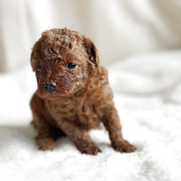 トイプードル(トイ)【京都府・男の子・2025年11月15日・レッドフォーン】の写真「レッドカラーが濃い子 丈夫で骨太です」