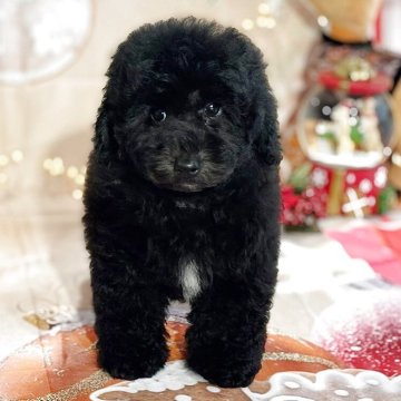 トイプードル(トイ)【京都府・男の子・2025年8月31日・ブラックアンドホワイト】の写真「両親DNA検査３種クリア　人気の黒プーちゃんです」