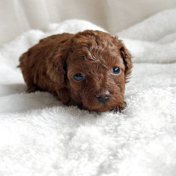 トイプードル(トイ)【京都府・女の子・2025年11月15日・レッドフォーン】の写真「レッドカラーが濃い子 丈夫で骨太です」