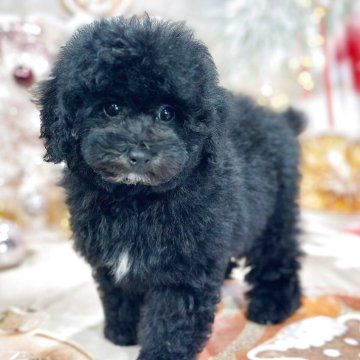トイプードル(トイ)【京都府・男の子・2025年8月31日・ブラックアンドホワイト】の写真「両親DNA検査３種クリア　人気の黒プーちゃんです」