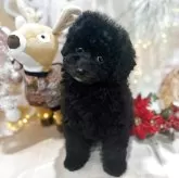 タイニープードル