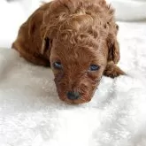 トイプードル(トイ)