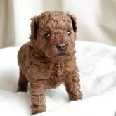 トイプードル(トイ)