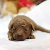 トイプードル(トイ)