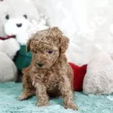 タイニープードル