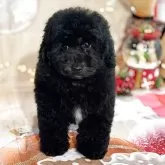 トイプードル(トイ)