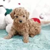 タイニープードル