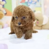 トイプードル(トイ)