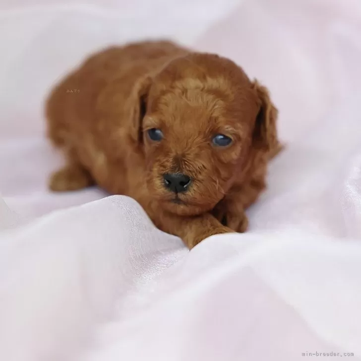 ID:2404-06140の子犬