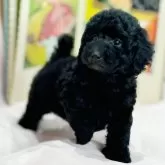 トイプードル(トイ)【京都府・女の子・2024年7月27日・シルバーカラー(グレー)】の写真1