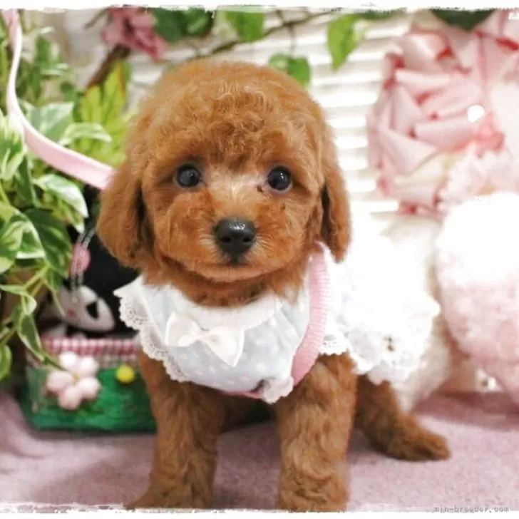 ID：2504-03439の子犬