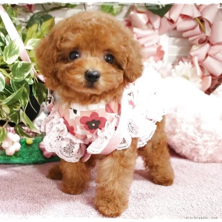 タイニープードル【岡山県・女の子・2025年9月4日・レッドフォーン】の写真1「コロンコロンとしたかわいい体系　こじんまりしたお顔」