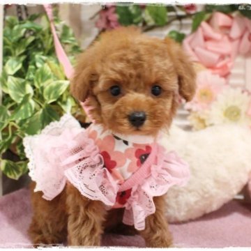 トイプードル(タイニー)【岡山県・女の子・2025年1月11日・レッドフォーン】の写真「小さくて可愛いふわーんとした女の子」