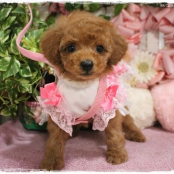 トイプードル(タイニー)【岡山県・女の子・2025年1月11日・レッドフォーン】の写真「ポワーンとほのぼのとした優しい女の子」
