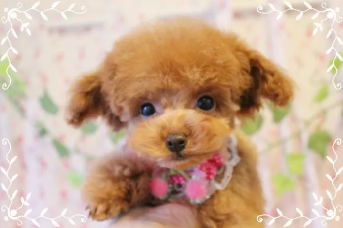 ID：1502-00295の子犬