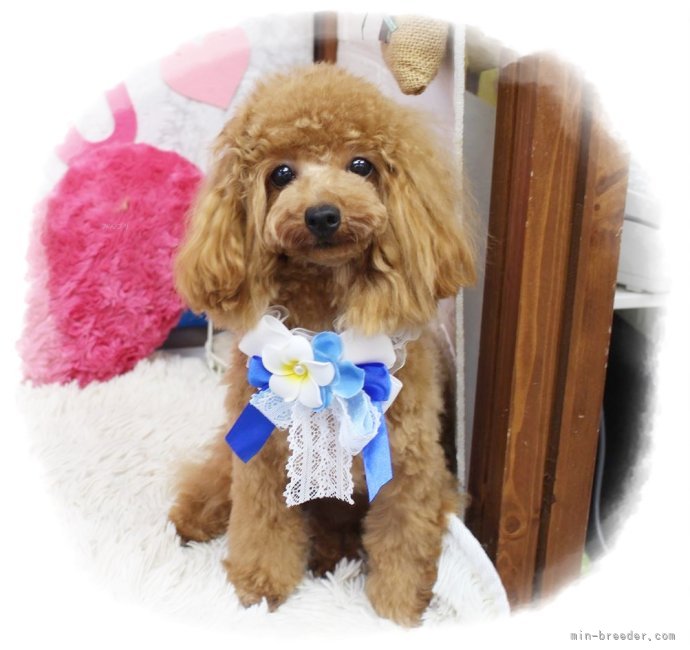 ティーカッププードル【・女の子・2023年3月20日・レッド】