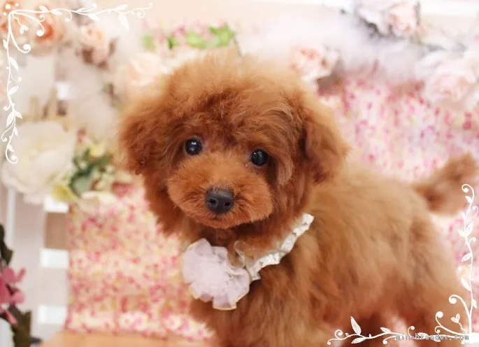 ID：1704-00137の子犬