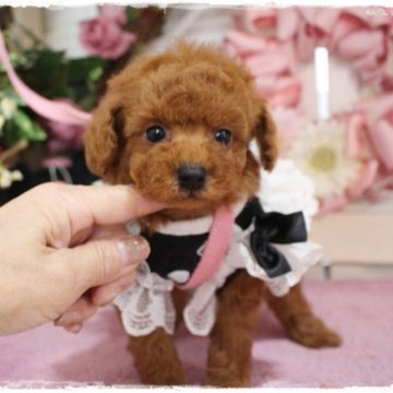 トイプードル(タイニー)【岡山県・男の子・2023年11月6日・レッド】の写真「小顔の可愛いベビー」