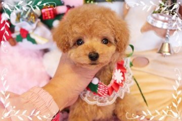 トイプードル(ティーカップ)【岡山県・男の子・2015年9月19日・アプリ クリーム】の写真「ちっちゃい〜目力ありの可愛い男の子」