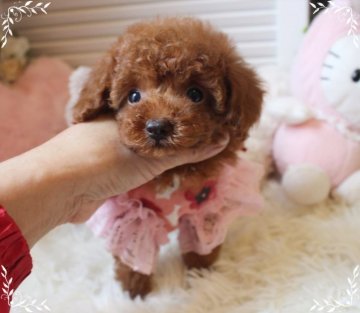 トイプードル(ティーカップ)【岡山県・女の子・2021年8月30日・レッド】の写真「小さな愛くるしいお姫さま」