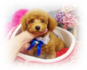 トイプードル(タイニー)【岡山県・男の子・2018年7月19日・レッド】の写真「おっとした可愛いハンサムくん」