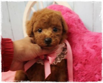 トイプードル(タイニー)【岡山県・女の子・2020年8月29日・レッド】の写真「全てがコンパクトで可愛い～」