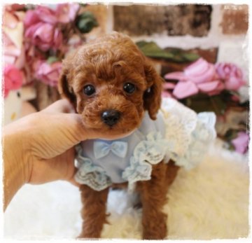 トイプードル(タイニー)【岡山県・男の子・2021年4月24日・レッド】の写真「ハンサムボーイの優しい男の子」