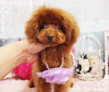 トイプードル(ティーカップ)【岡山県・男の子・2017年8月18日・レッド】の写真「マイルドな甘いフェイス」