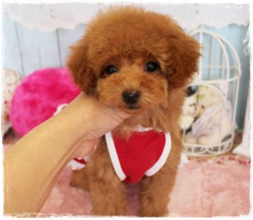 トイプードル(トイ)【岡山県・女の子・2017年8月27日・アプリコット】の写真「しっかりした安心な女の子」