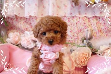 トイプードル(トイ)【岡山県・女の子・2015年11月3日・レッド】の写真「ブラックポイントＯＫ可愛さ期待通りです」