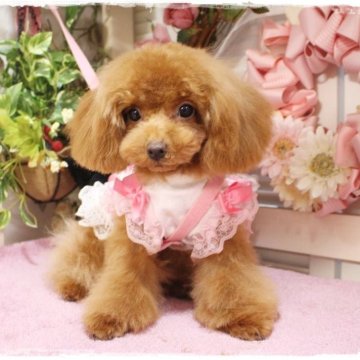 トイプードル(ティーカップ)【岡山県・女の子・2023年7月9日・レッド】の写真「天然のお姫様キャラ」